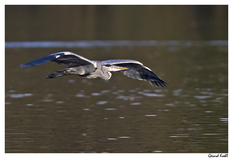  Image name: airone cenerino7.jpg 
 width: 782 pixel 
 height: 531 pixel 
 Size: 83056 bytes 
 Click to enlarge 